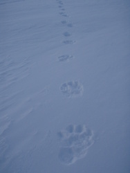 Vinteren_2010_014