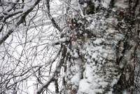 Snøfall 2_1024x685