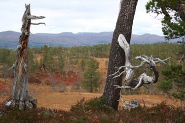 Langlimarka 1