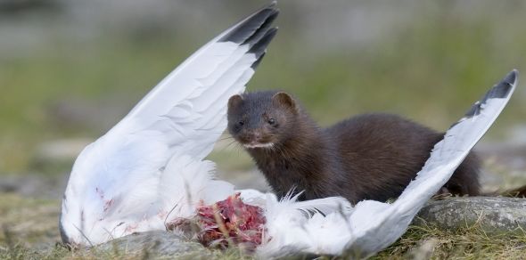 mink
