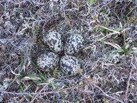 4 fugleegg BL 450p