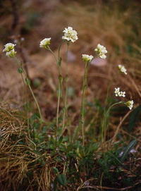 Alperublom
