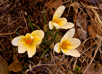 krokus-a_350x255