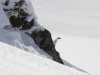 Fjellrypestegg