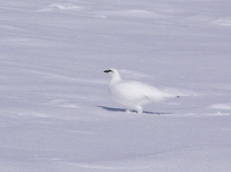 Fjellrypestegg