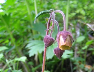 enghumleblom
