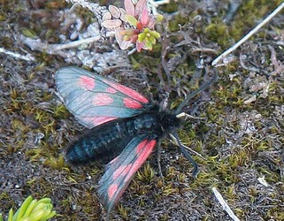 bloddråpesvermer