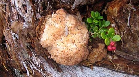 Blomkålsopp