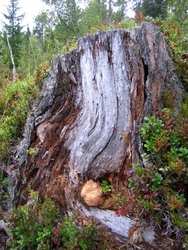 Blomkålstubbe
