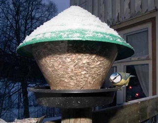 Blåmeis 3