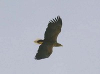 Havørn