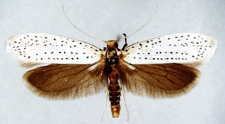 yponomeuta_evonymella_male