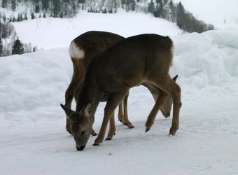 rådyr C
