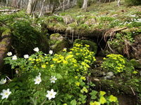 vårblomster