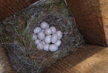 blåmeis 1[1]