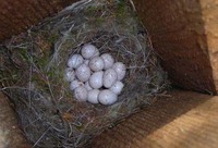 blåmeis 1[1]