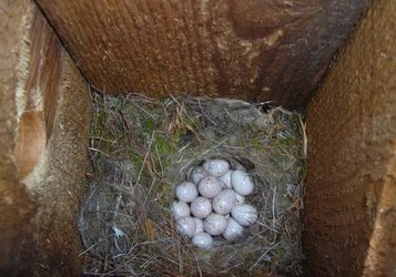 blåmeis 2[1]