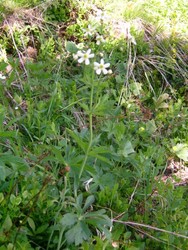Kvitsoleie3