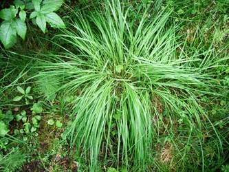 gras