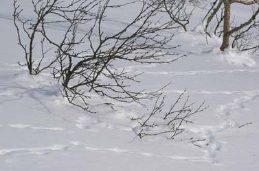 rypespor i snø
