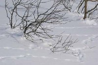 rypespor i snø