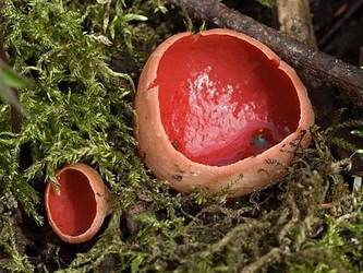 Skarlagen vårbeger