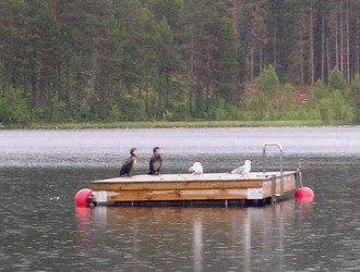 Storskarv Storskarv