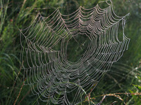 spindelvev