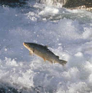 Hoppende laks_edited-2