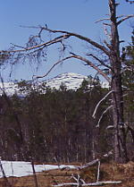 Skåkleiva