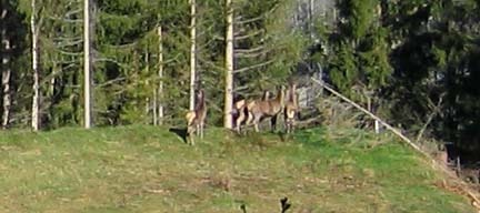 4 hjorter