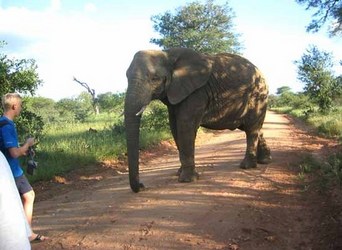 Danske Benjamin møter en elefant Danske Benjamin møter en elefant
