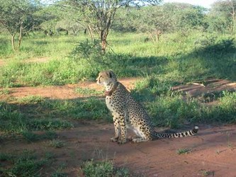 Gepard i Skukuzaparken Gepard i Skukuzaparken