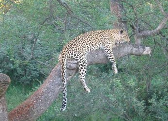 Leopard Leopard