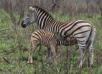 Sebraføll dier morene i Krugerparken.