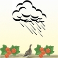 vaer-regn