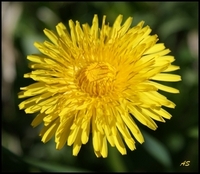 Løvetann 12_300x261