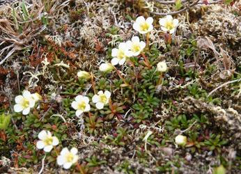 Fjellpryd - Rindals kommuneblomst