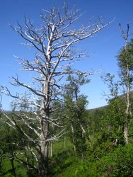 Gråurfjellet5