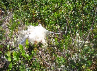 Gråurfjellet12