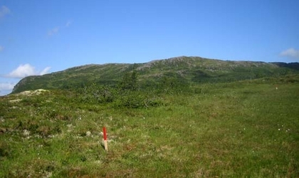 Gråur4