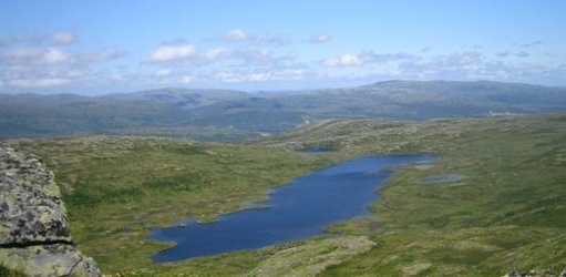 Gråur5