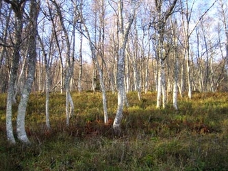 Nestu&nbsp;Røen3[1]