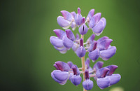 blomster 1_350x228