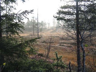 Furuhaugmarka