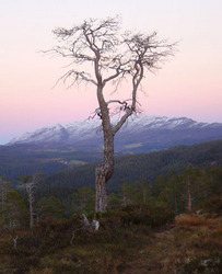 Tørrfuru og Resfjellet[1]