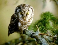 perleugle