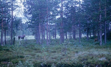 elgku