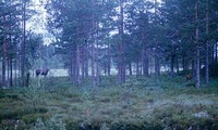 elgku