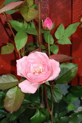 eli moen blomster 2